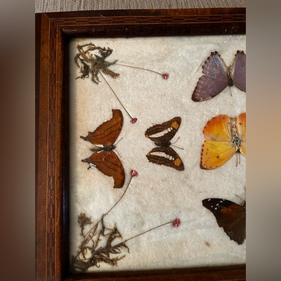 Charming tray over 100 years old Victorian butterfly shrooms fern nature core - Picture 12 of 12